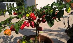 a potted plant with red and green peppers growing in it's top branches