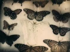 a group of butterflies sitting on top of a white surface with black and brown markings