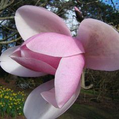 a pink flower that is in the air