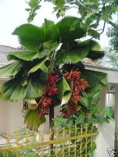 a tree with lots of fruit hanging from it's branches next to a yellow fence