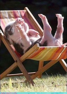 a pig laying in a lawn chair on top of it's back with its legs up