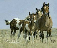 three brown and white horses are standing in the tall grass with their foals