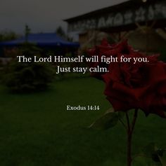 The Lord Himself will fight for you. Just stay calm.  Bible on Instagram Devine Intervention, God 1st, Old Testament Bible, Ronaldo Junior, Christian Board, Trading Quotes, Christian Pins, Look Up Quotes