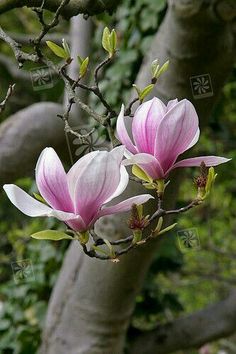 two pink flowers blooming on a tree branch