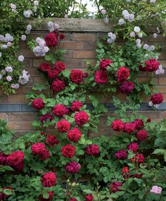 red and white flowers growing on the side of a brick wall