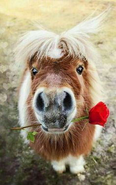 a horse that is standing in the grass with a flower on it's nose