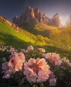 pink flowers in the foreground and mountains in the background with sunlight shining on them