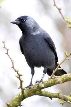 a black bird sitting on top of a tree branch