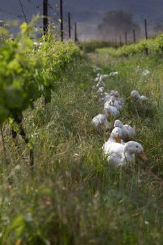 several ducks are sitting in the grass near some vines