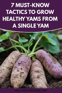 several purple yams growing in dirt with the words 7 must - know tips to grow healthy yams from a single yam