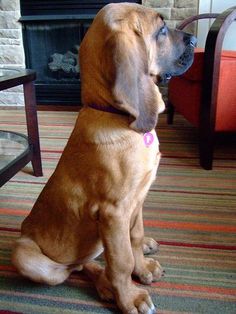 a large brown dog sitting on top of a carpeted floor next to a fire place