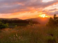 This sunning sunset is over the Callahan mountains. This incredible spot is located in Oregon, United States of America. The mountains are known for its trails and wilderness. The beautiful sunset is covered with purples, oranges, and yellows. That are being reflected by the clouds. The front ground of the photo is covered in wild grass and flowers. This photo is a great reminder of an Oregon summer! Sunset In Grass Field, Sunrise Over Field, Scenery Mountain Landscapes, Sunset Cover Photo, Sunset Reference, Mountains With Sunset, Sunset In A Field, Meadow Sunset, Sunset In The Forest