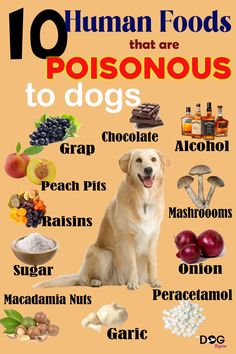 Top 10 human foods that are poisonous to dogs Dog Nutrition Homemade, Organic Cat Food, Toxic Foods For Dogs, Foods For Dogs, Avoid Alcohol, Food Nutrition Facts, Best Healthy Diet, Nutrition Chart