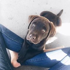 a brown dog sitting on top of a person's legs