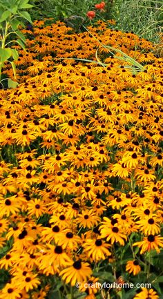 many yellow flowers are growing in the grass