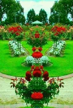 a garden filled with lots of red and white flowers on top of green grass covered ground