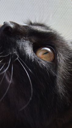 a close up of a cat's face with it's eyes wide open