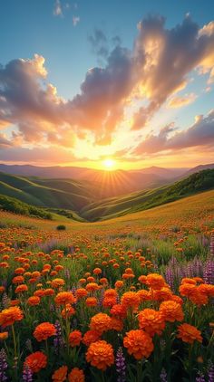 the sun is setting over a field full of flowers