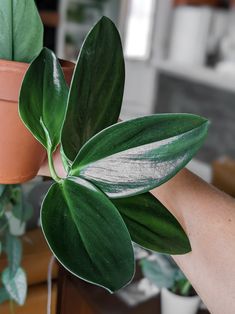 a hand holding a potted plant with green leaves