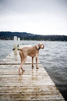 a dog is standing on a dock by the water