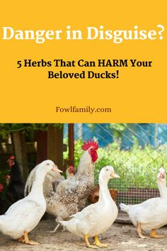 Not all herbs are created equal! Protect your precious ducks from these 5 potentially poisonous plants. Knowledge is power - keep your feathered friends safe and sound! #duckpoisoning #toxicplants #gardeningwithducks #safeherbs Plants Knowledge, Chicken Knowledge, Duck House Plans, Zoonotic Diseases, Herbs For Chickens, Meat Birds