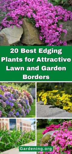 the best edging plants for attractive lawn and garden borders