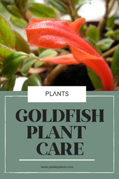 a plant with the words goldfish plant care on it and an image of a red flower