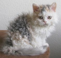 a fluffy cat sitting on top of a couch