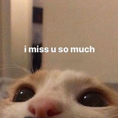 a close up of a cat's face with the caption i miss us so much