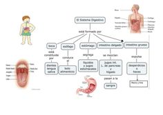 the diagram shows how organ systems work in human body and what they can do to help them