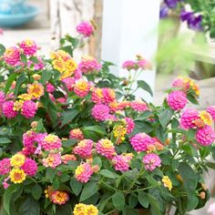 some pink and yellow flowers in a pot