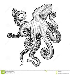 an octopus drawing in black and white