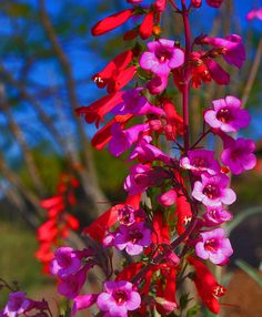 red and purple flowers are in a vase