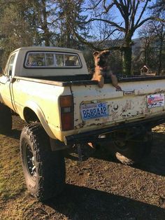 a dog sitting in the back of a pick up truck