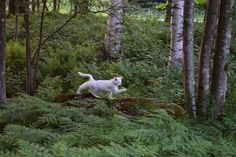 a white cat standing on top of a log in the woods