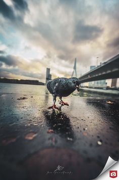 a pigeon is standing on the wet ground next to some water and a bridge in the background