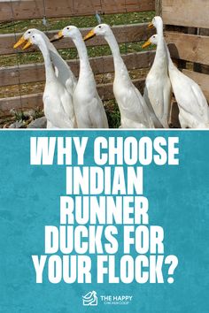 Indian Runner Duck Breed: Everything You Need to Know | The Happy Chicken Coop Upright Posture, Runner Ducks, Egg Laying, Duck Duck, Chicken Coop, Coop