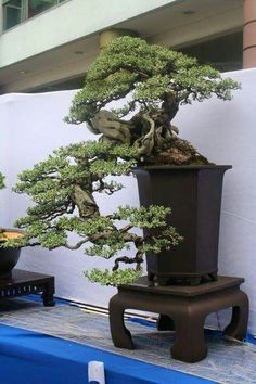 a bonsai tree sitting on top of a table next to a potted plant