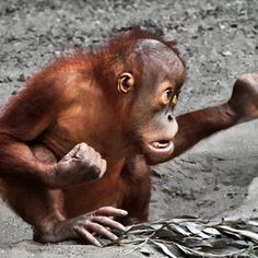 an orangutan sitting on the ground and pointing at something with caption that reads, come at me bro