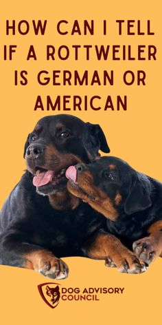 two black and brown dogs laying next to each other with the caption how can i tell if a rotweiler is german or american?