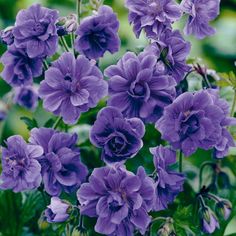 purple flowers are blooming in the garden