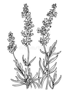 three wildflowers on a white background royalty illustration for coloring pages, books and more