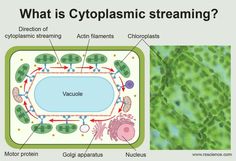 what is cytoplasmic streaming and how does it work in this diagram?