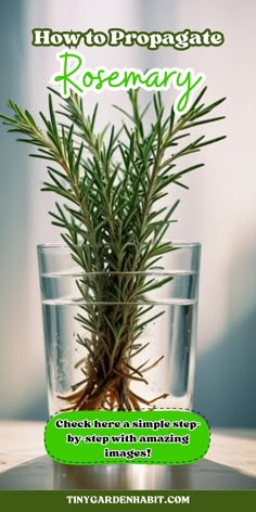 rosemary plant in a glass with text how to propagate rosemary