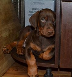 a brown and black dog laying on top of a wooden chair next to a cabinet