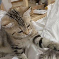 a cat is playing with another cat on the bed