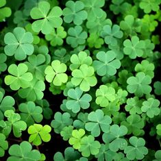 many green shamrocks are growing in the grass together, and they look like clovers