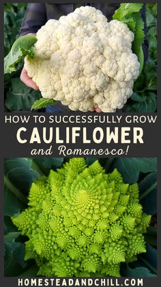 how to successfully grow cauliflower and romanesco in your garden or yard