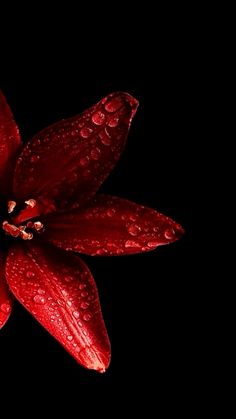 a red flower with water droplets on it's petals and black backround