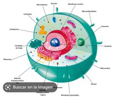 an animal cell diagram with all the parts labeled